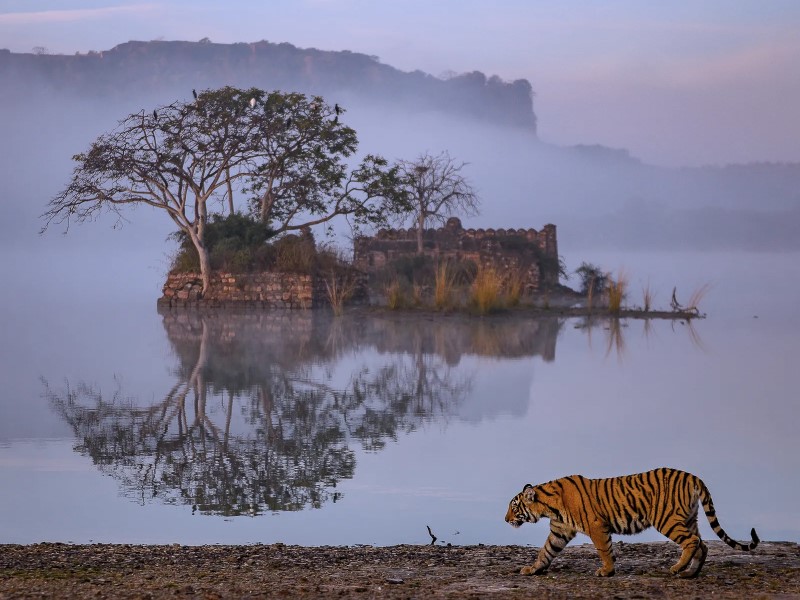 Ranthambore